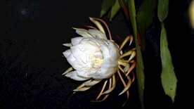 昙花映空润如玉