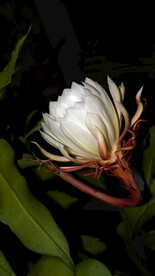 昙花映空润如玉