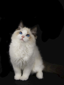 宠物 猫咪