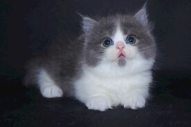 猫咪