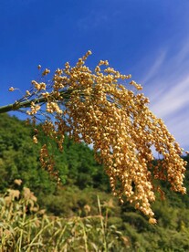 高粱 