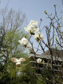 白玉兰花