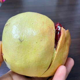 软籽石榴