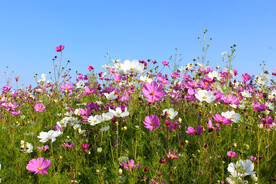 波斯菊