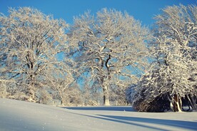 林海雪原的树木