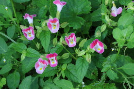 园林花草 