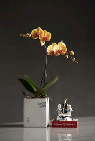 蝴蝶兰高清摄影