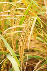 水稻 谷子 稻花