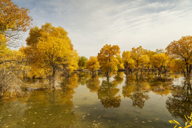 甘肃金塔胡杨林