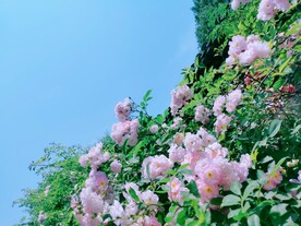 蔷薇花开