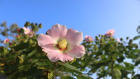 木芙蓉