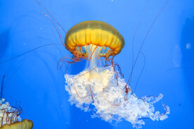 水母