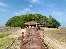 红树林