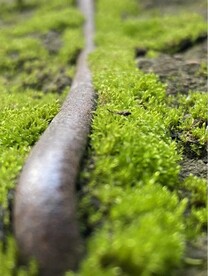 绿色苔藓特写