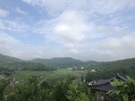 青青果园