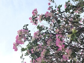 粉色三角梅
