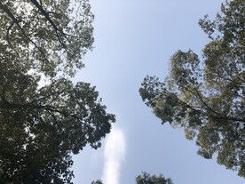 树与树的间隙