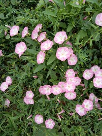 打碗花 
