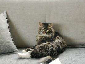 猫咪