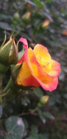 月季花摄影