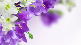 紫色花