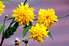 黄色的花