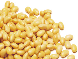 黄豆