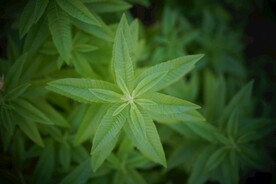 叶子特写摄影