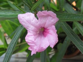 粉红色的花