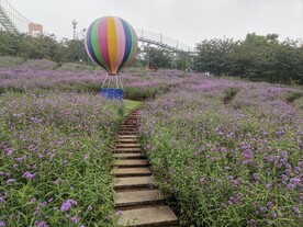 薰衣草花田的热气球