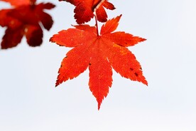 红色的枫叶