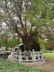 树木、风景