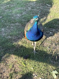  蓝孔雀 