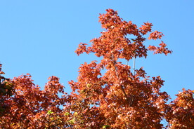 红叶风景 