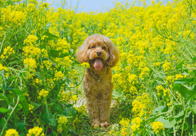 油菜花地里的贵宾犬