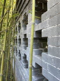 绿竹
