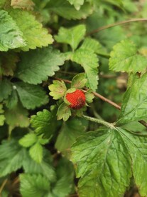 野草莓