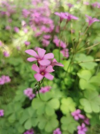 红花酢浆草