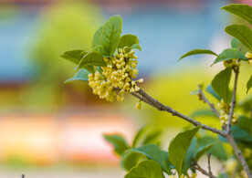 桂花