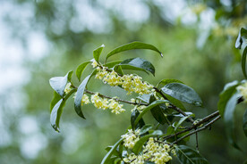  桂花