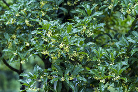桂花树