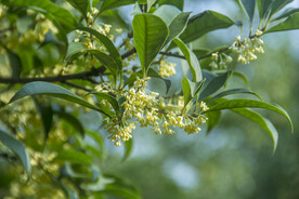 桂花树