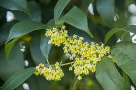 桂花树 