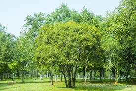 桂花树