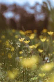 繁花