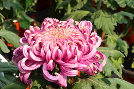 菊花 