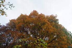 枫树芳姿