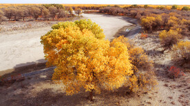 秋色胡杨