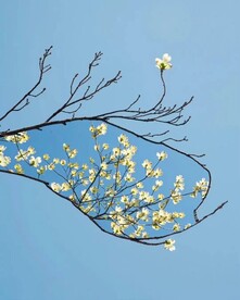 折枝花
