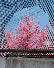 秋日一撇
